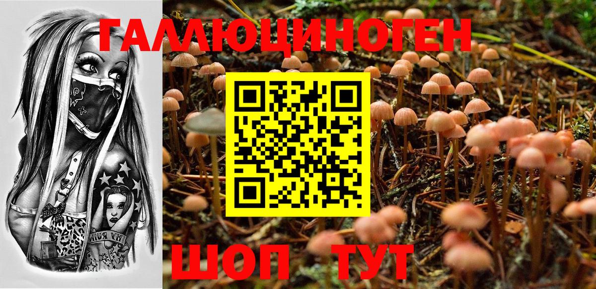 Галлюциногенные грибы Psilocybe Усть-Джегута